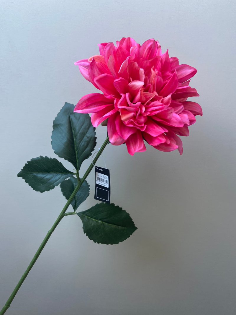 Afbeelding Dahlia fuchsia