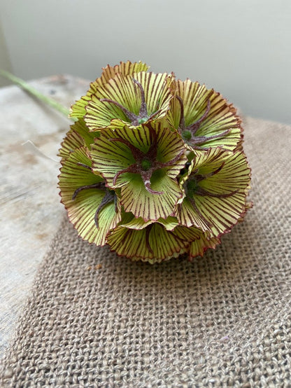 Kunstbloem Scabiosa seed