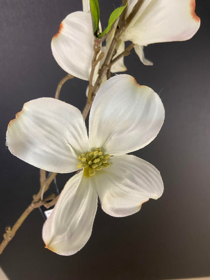 Dogwood wit