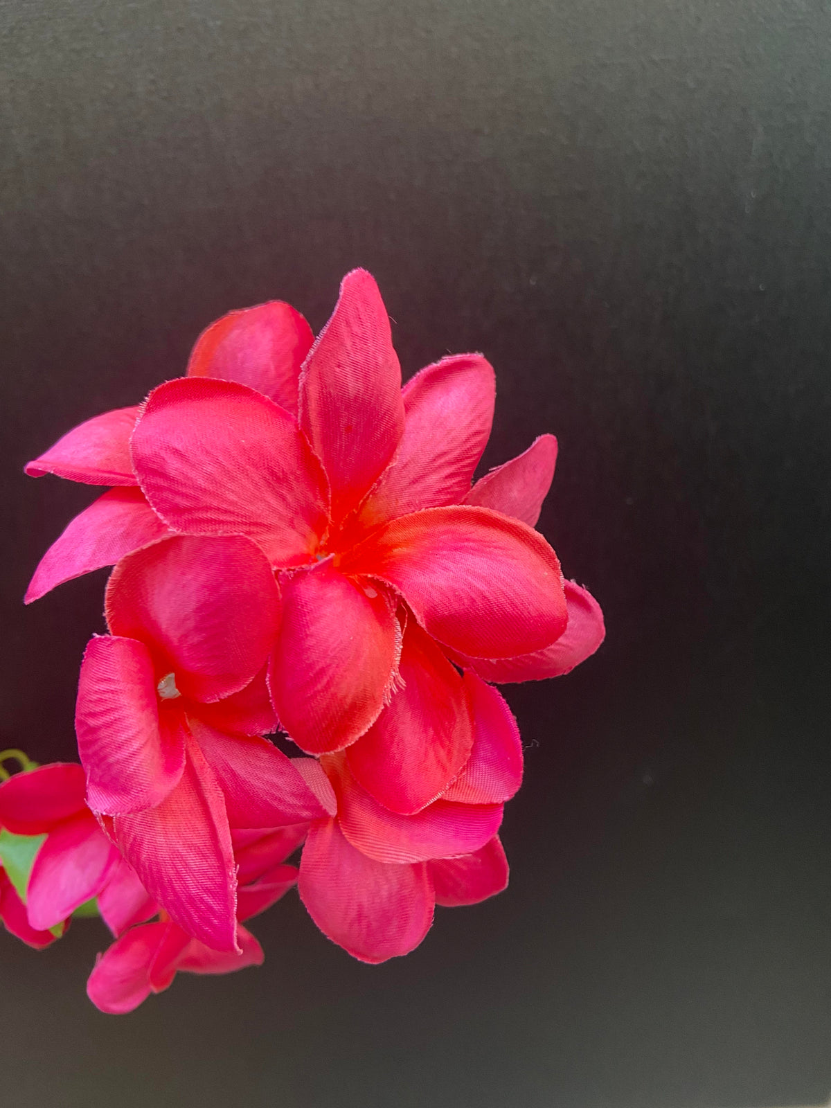 Frangipani