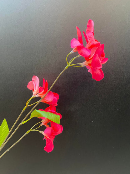 Frangipani