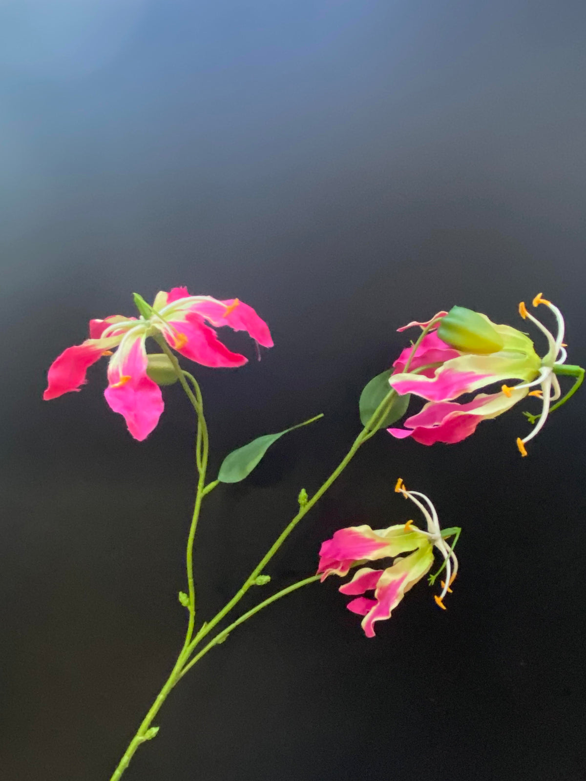 Gloriosa Roze