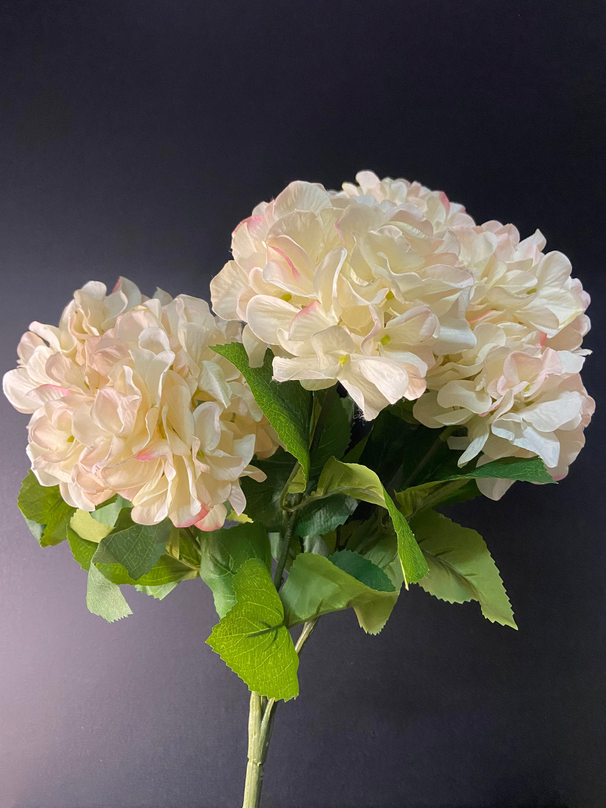 Hortensia Cream