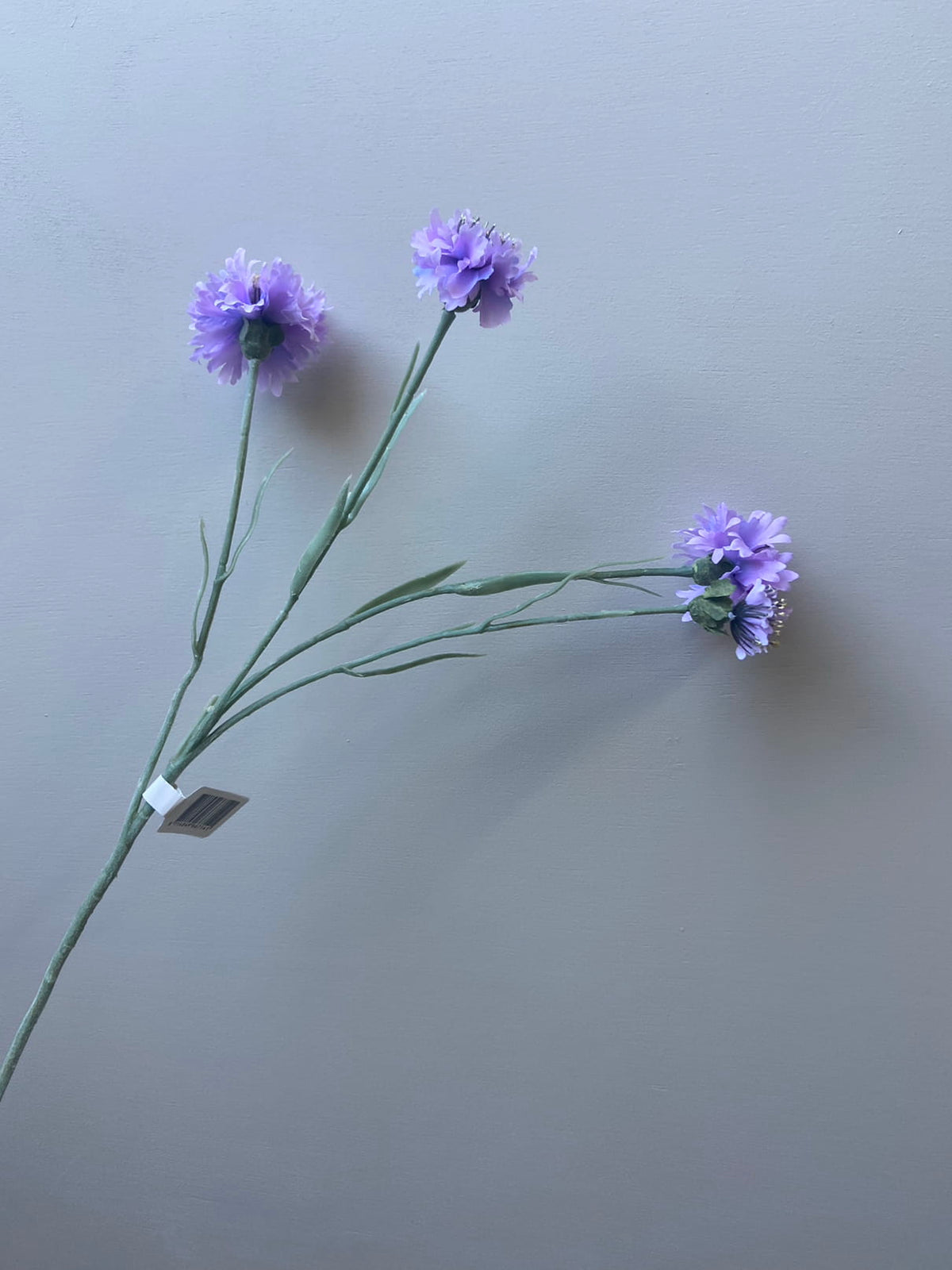 Cornflower Lila