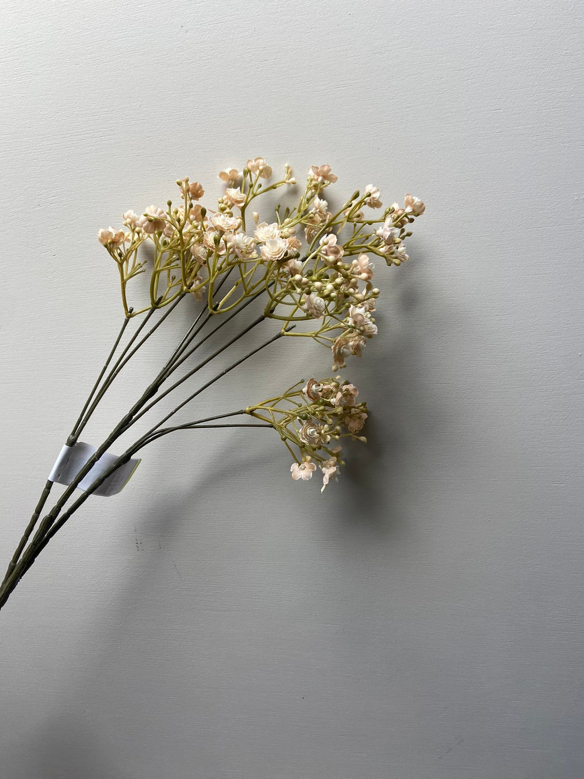 Gipskruid beige
