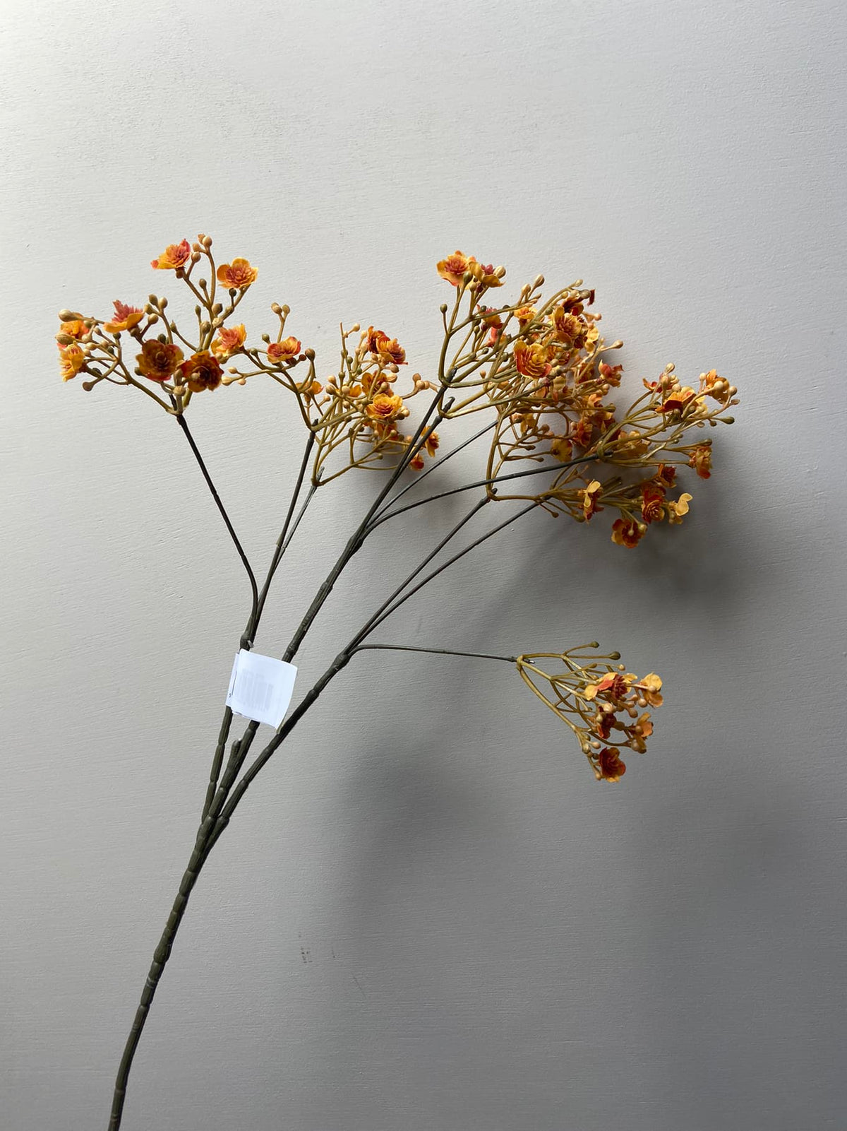 Gipskruid oranje
