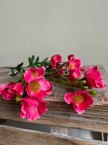 Klaproos Fuchsia