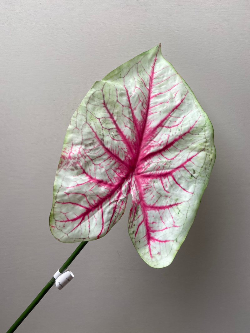 Revue d'art Caladium