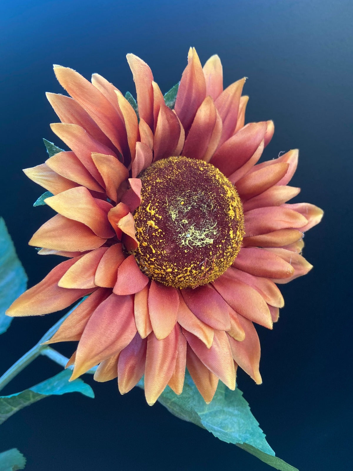 close up zonnebloem